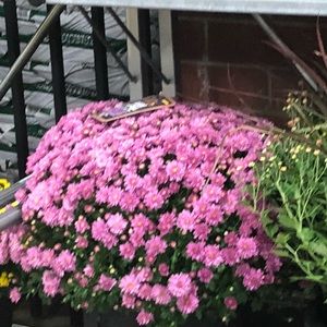 Meet your Posher, Wendy